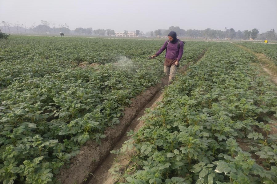 A farmer spraying insecticide in his potato field at Harivanga village in Sadar Upazila of Lalmonirhat district (left) photo shows partial view of a potato field at a village in Gaibandha district — FE Photos