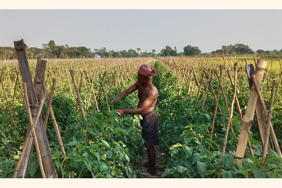 A farmer is tending his tomato field at Raghunathpur Southpara in Gopalganj Sadar upazila — FE Photo