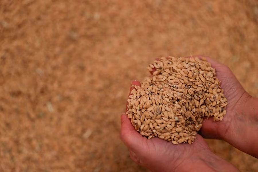 A handful of bomba rice is pictured in the barn before going to the mill, in Sollana, Valencia, as rice farmers in the Valencian Community say their harvest of bomba rice, a variety grown almost exclusively in Spain, has been affected by EU environmental regulations in Spain, February 7, 2024.