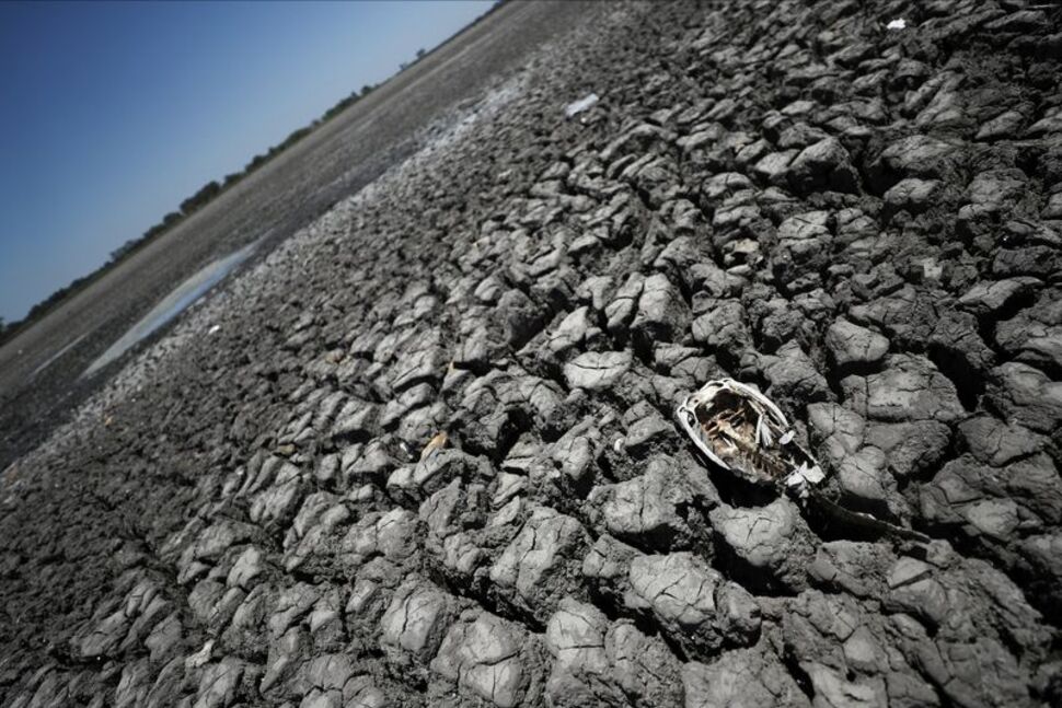 The skeleton of a fish is seen in the Navarro lagoon, which dried up due to the climate phenomenon La Nina, in Navarro, in Buenos Aires province, Argentina December 5, 2022. REUTERS/Agustin Marcarian/File Photo