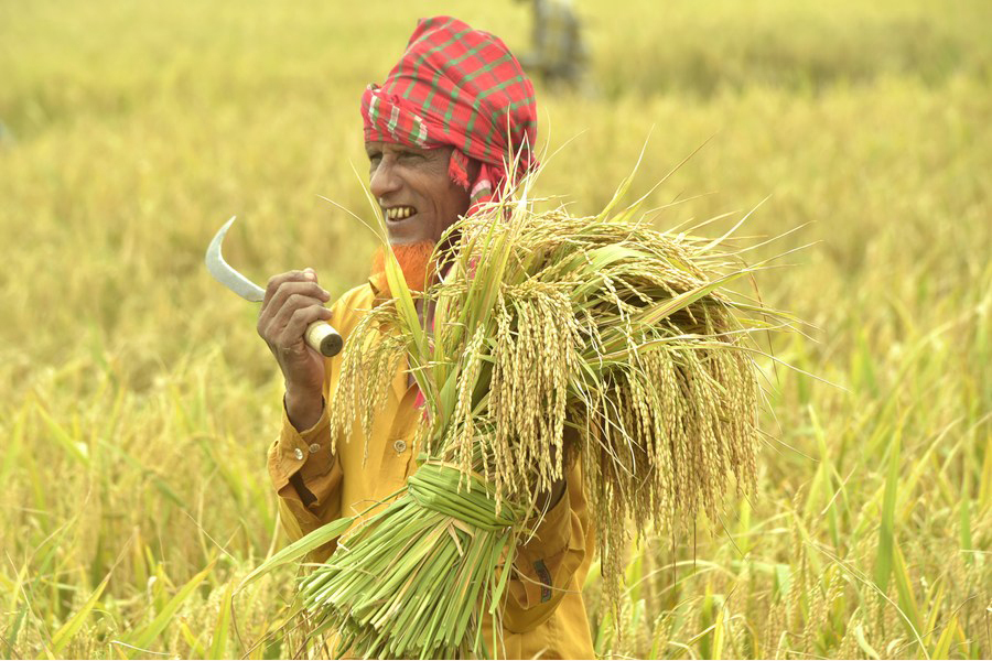 A farmer harvests rice in a paddy field in Nilphamari, Bangladesh, on May 17, 2022 —Xinhua Photo