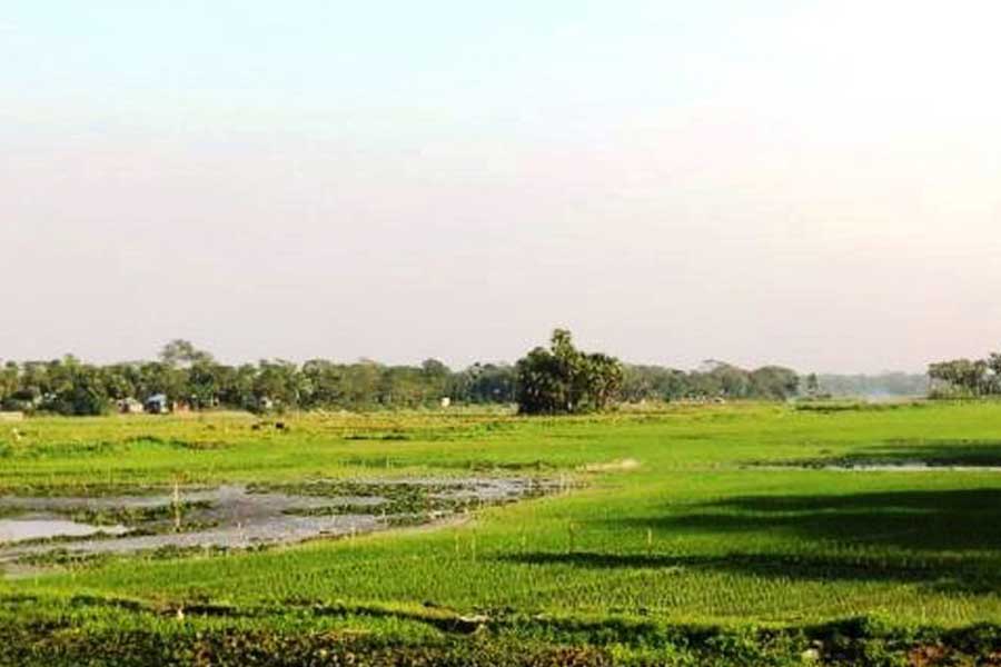 Partial view of a paddy field on the riverbank in Hajiganj upazila of Chandpur district — FE Photo