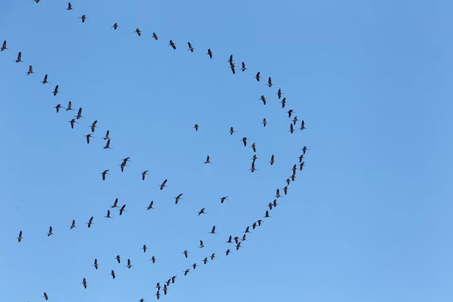 Migratory birds fly through the sky of southern Lebanon March 28, 2021.
