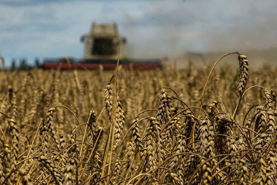 A combine harvests wheat in a field near the village of Zghurivka, amid Russia's attack on Ukraine, in Kyiv region, Ukraine August 9, 2022.