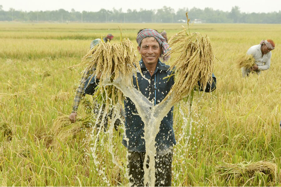 A farmer shows bundles of newly harvested rice in a paddy field in Nilphamari, Bangladesh, on May 17, 2022 —Xinhua Photo