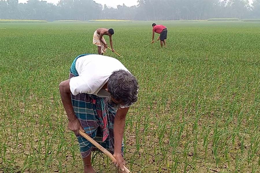 Farmers tending an onion field at Madhpur village in Santhia upazila of Pabna district