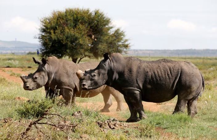 Black rhinos, one of the world's endangered animals, are seen at a farm outside Klerksdorp, in the north west province, South Africa, February 24, 2016.REUTERS/Siphiwe Sibeko/File Photo