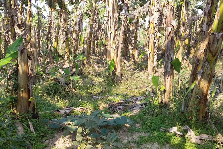 Photo shows panama disease-affected banana trees in a garden at Laxmikunda village in Ishwardi upazila of Pabna district — FE Photo