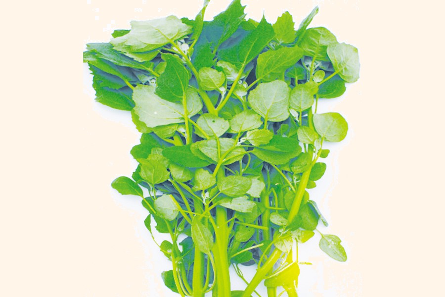 Harvested quinoa greens for cooking.