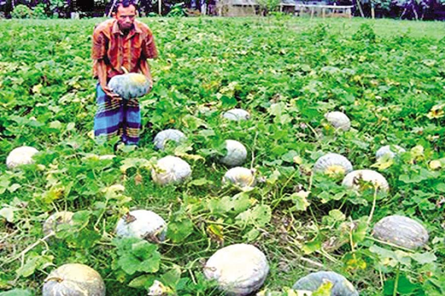 A farmer shows off a sweet pumpkin in his field at Dhalar Char village in Bera upazila of Pabna district