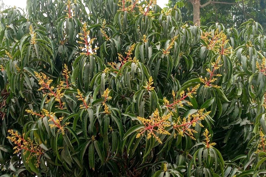 Photo shows cooperatively lower buds on a mango tree at Dharmahata village in Paba upazila of Rajshahi district