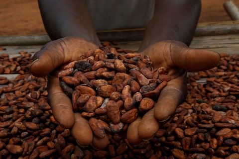 A farmers holds cocoa beans while he is drying them at a village in Sinfra, Ivory Coast April 29, 2023. REUTERS/Luc Gnago/File photo