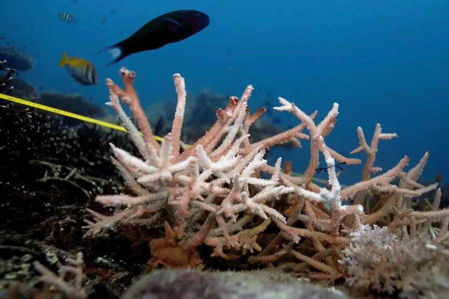 A bleaching coral is seen in the place where abandoned fishing nets covered it in a reef at the protected area of Ko Losin. Thailand, June 20, 2021.