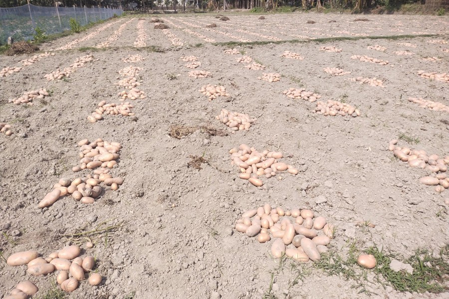 A view of a potato field at Mohendranagor village in Lalmonirhat district — FE Photo