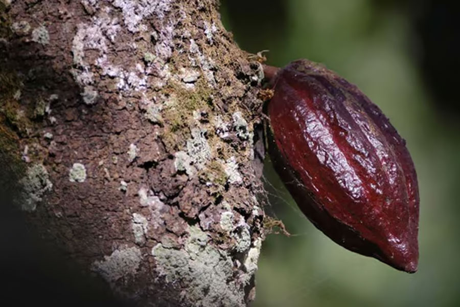 A cocoa pod grows on a farm in Osino in the Eastern Region, Ghana, Feb 27, 2024. Long the world’s undisputed cocoa powerhouses accounting for over 60 percent of global supply, Ghana and its West African neighbour Ivory Coast are both facing catastrophic harvests this season. More than 20 farmers, experts and industry insiders told Reuters that a perfect storm of rampant illegal gold mining, climate change, sector mismanagement, and rapidly spreading disease is to blame.
