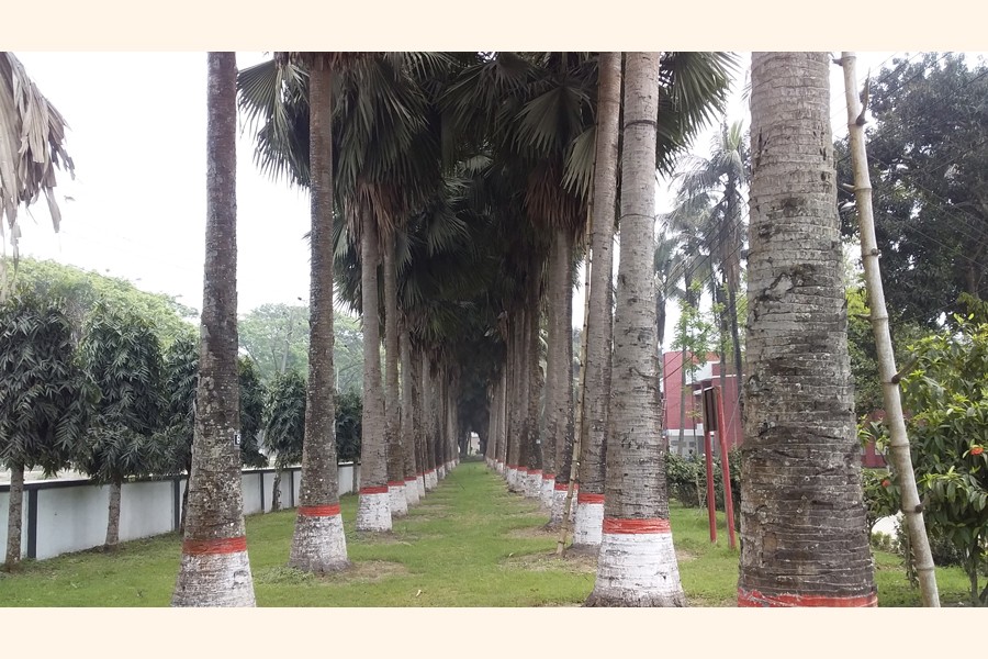 A palm garden on the premises of Bangladesh Sugarcane Research Institute in Ishwardi upazila of Pabna district — FE Photo