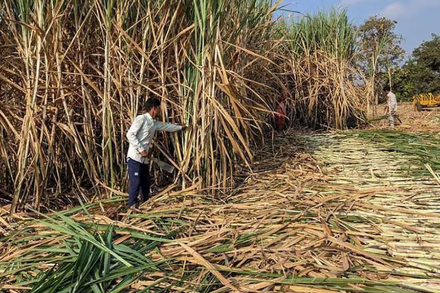 Workers harvest sugarcane in a filed in Kolhapur district in the western state of Maharashtra, India, November 30, 2023.