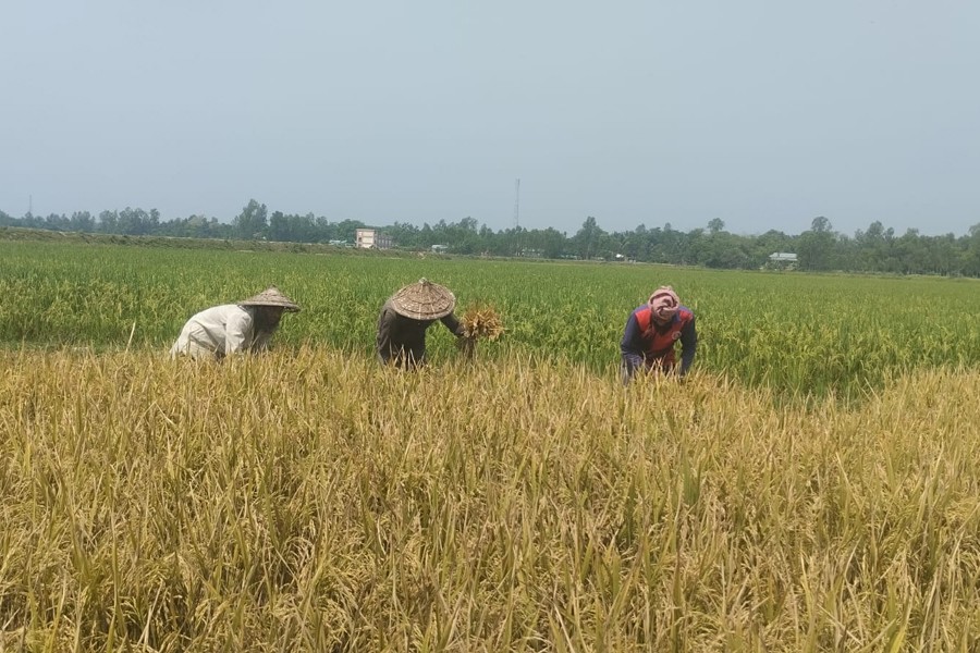 Farmers busy harvesting early variety of Boro paddy at a field in a village of Habiganj district