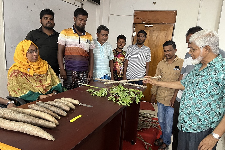 Cassava production, processing, and use were demonstrated, and seeds were distributed at BAU