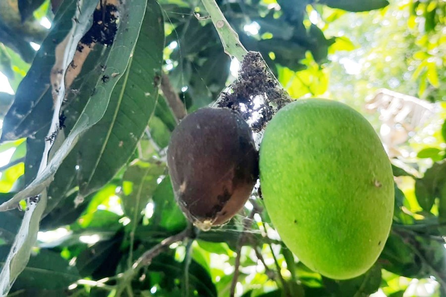 A dying mango (left) hanging from a tree in an orchard in Charghat upazila of Rajshahi district