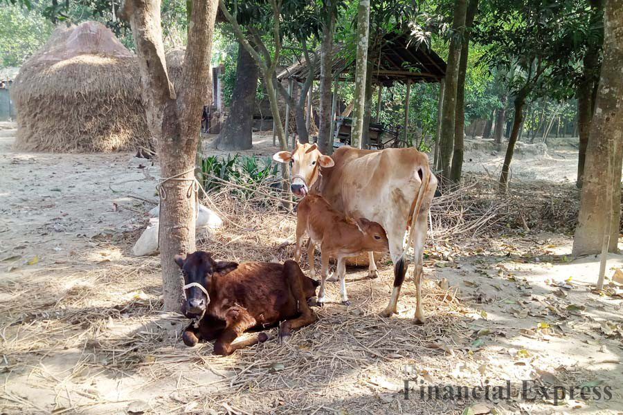 Photo shows sick cattle roped to a tree at Vita village in Gaibandha Sadar upazila — FE Photo