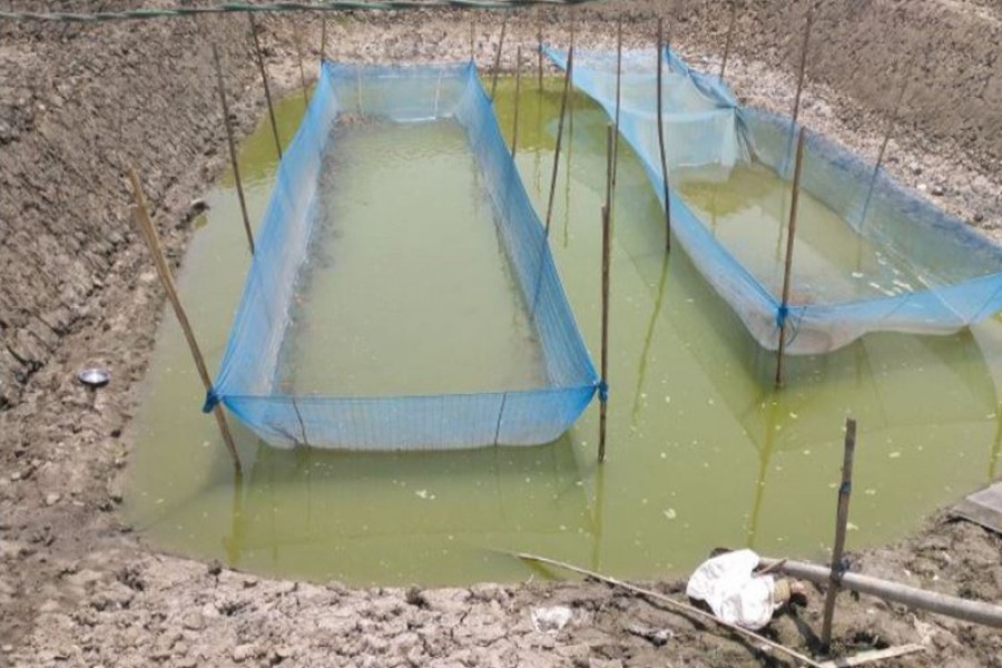 Photo shows dead fish fries in a hatchery at Chanchra in Jashore sadar upazila