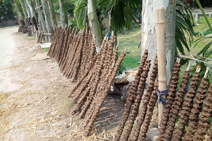 Photo shows chalk made by smearing cow dung on thin bamboo sticks and drying in the sun at a village at Manoharpur union in Palashbari upazila of Gaibandha district