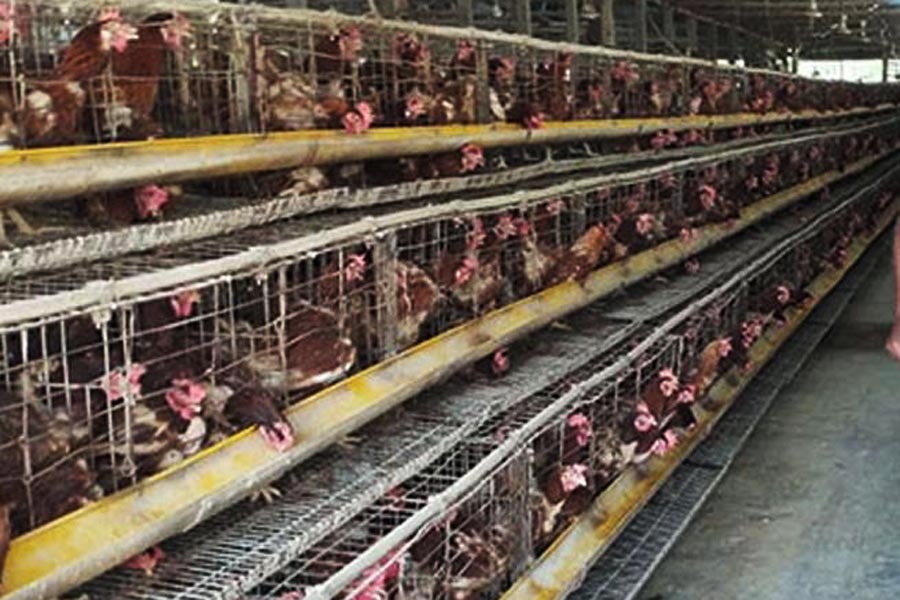 Partial view of a poultry farm at Bharimari in Ishwardi upazila of Pabna district — FE Photo