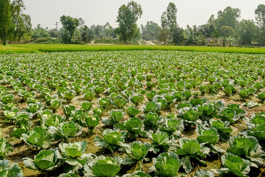 A partial view of a cabbage field at Vasarpara village of Kanchipara union of Phulchari upazila of Gaibandha district