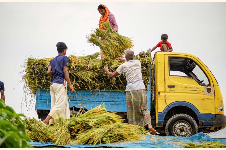 Farmers busy uploading Boro paddy onto a truck after harvesting the crop from their field at Ghagoya village in Gaibandha Sadar Upazila
