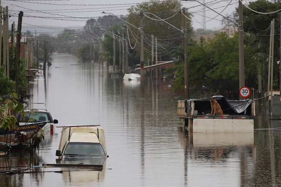 Dogs are stranded on a flooded street in Porto Alegre, Rio Grande do Sul state, Brazil May 12, 2024.