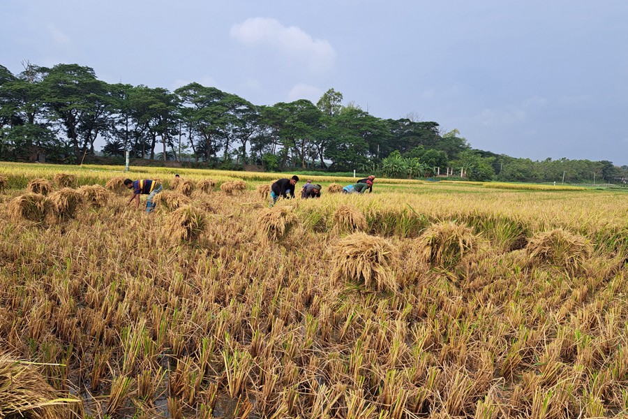 Farmers harvesting Boro paddy from a field at Char Manikdha village in Latifpur union of Gopalganj sadar upazila