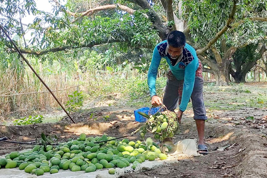 A farmer collecting mangoes from an orchard at Budhpara in Rajshahi city as harvesting of the summer fruit started on Wednesday