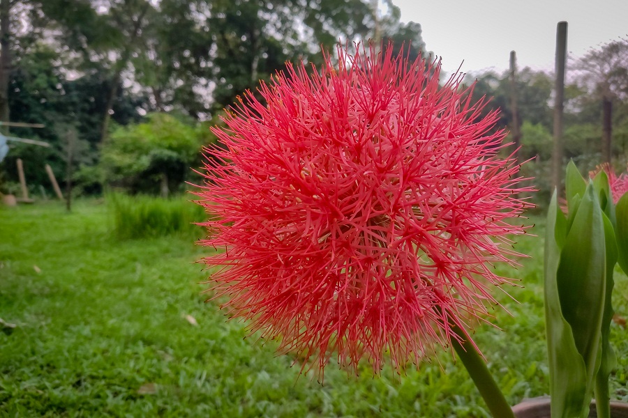 পশ্চিম আফ্রিকার উষ্ণাঞ্চলের এই ফুলটি আমাদের দেশের পরিবেশের সঙ্গেও খাপ খাইয়ে নিয়েছে
