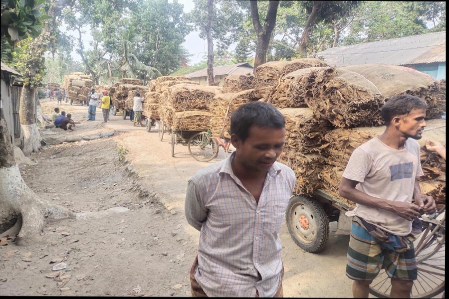 Farmers waiting with their tobacco leaves at a purchase centre in Aditmari upazila of Lalmonirhat district