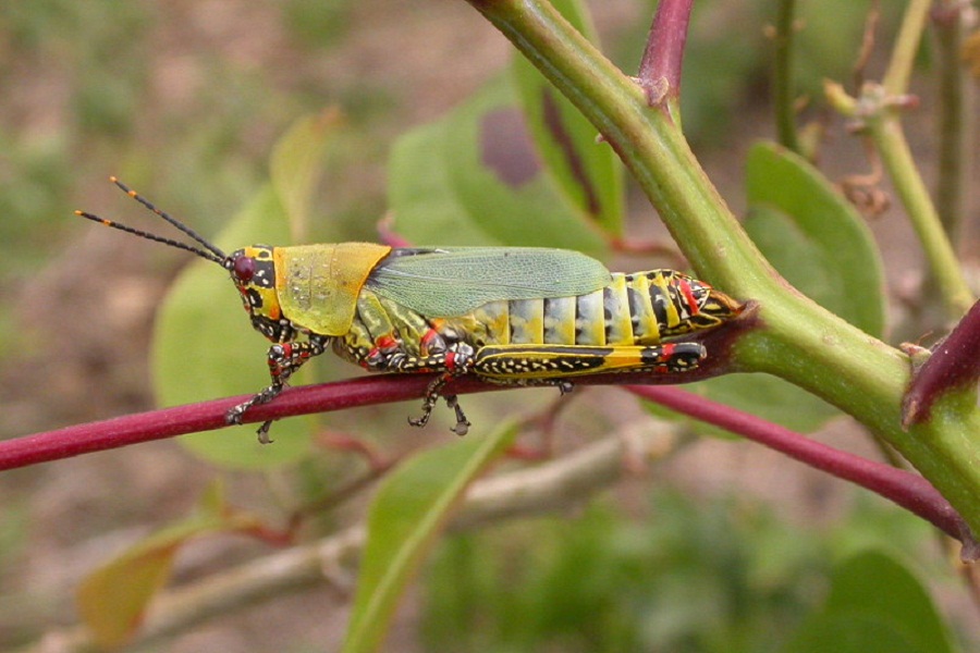 Representational image