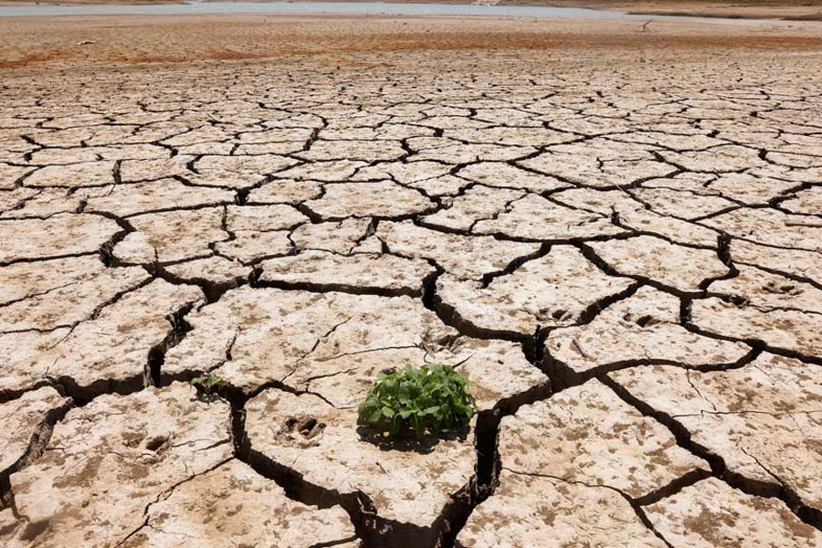 A plant sprouts between the cracked ground of La Vinuela reservoir during a severe drought in La Vinuela, near Malaga, southern Spain August 8, 2022.