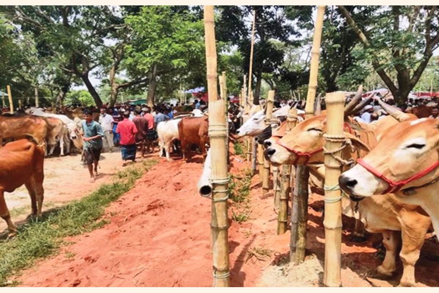 Photo shows buyers and sellers busy at Safarmali Cattle Market in Sadar Upazila, the biggest cattle market in the district