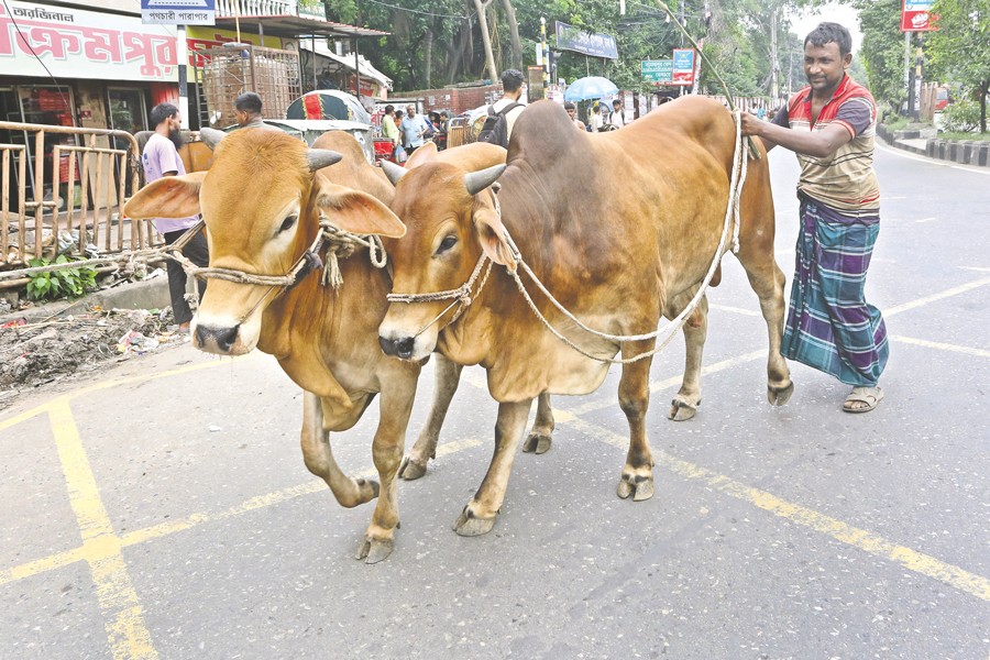 A cattle rearer leads his cows to the Shahjahanpur cattle market in Kamalapur of Dhaka after unloading them from a truck. The photo was taken from Motijheel area in the city on Friday. — FE Photo