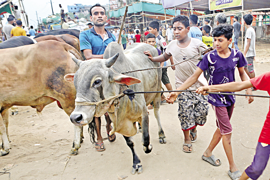 With Eid-ul-Azha, the feast of sacrifice, set to be celebrated on Monday, buyers lead a cow home from a temporary cattle market in the Postogola area of Dhaka on Saturday. — FE Photo
