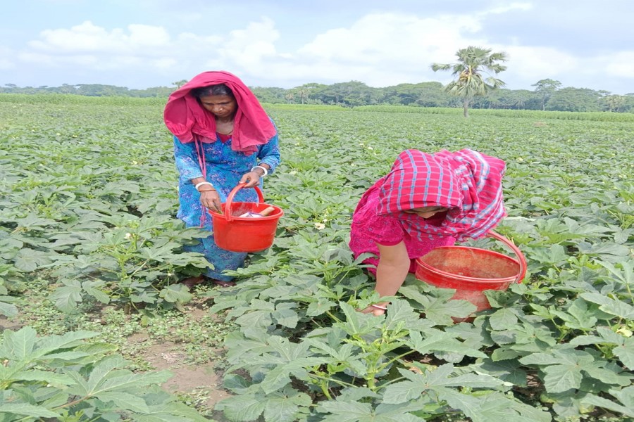 Female farmers harvesting lady’s finger 'SR-Century' from their field at Silna of Raghunathpur union under Sadar Upazila in Gopalganj. Photo was taken on Monday. — FE Photo