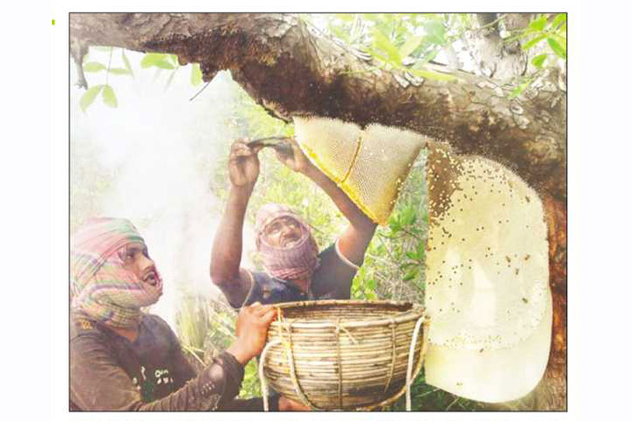 Maulis (honey collectors), as they are called in Bangla, often risk their lives in the peak season to collect honey in Sundarban
