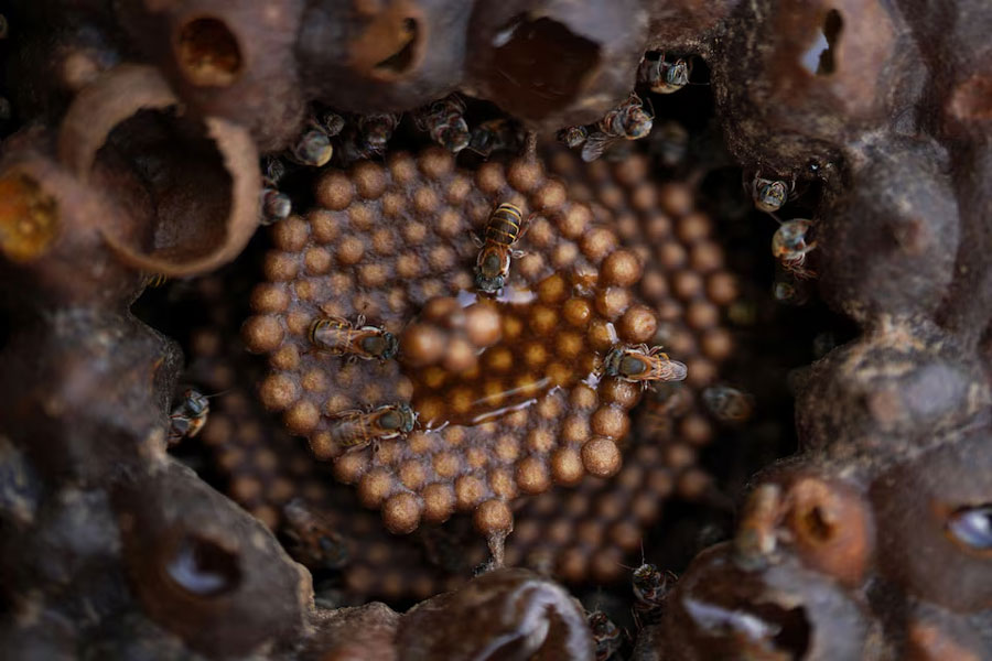 Bee hives are seen on the roof of the house of ballet dancer and beekeeper Dairon Ernesto (not pictured) in Havana, Cuba, July 8, 2024.