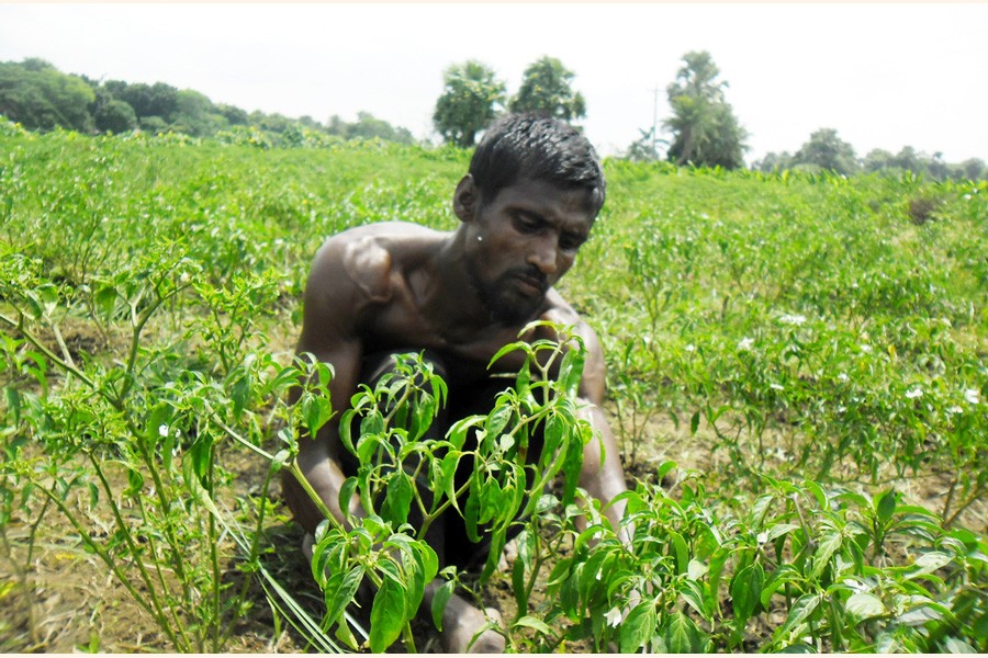 A farmer is tending his green chilli field at Bazruk Sreekunthi village in Magura sadar upazila which is almost empty of the crop as production was badly hit by extreme drought this season