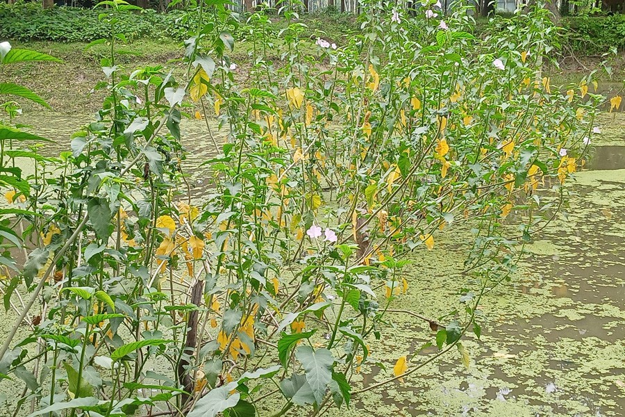 Partial view of a Dhol Kalmi field at a village in Gaibandha district