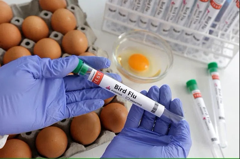 A person holds a test tube labelled "Bird Flu" next to eggs, in this picture illustration, January 14, 2023.