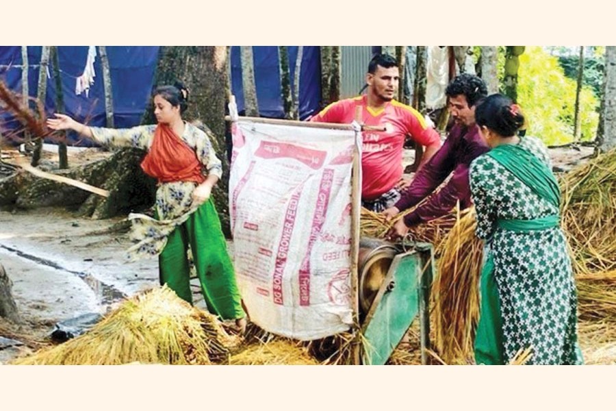 Men and women are seen busy thrashing Boro paddy in Bagadi area under Chandpur Sadar Upazila