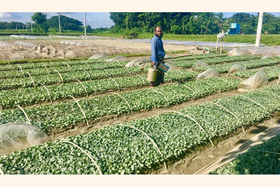 A farmer taking care of his cabbage seedling bed at Abdulpur village in Churamankathi union of Jashore sadar upazila