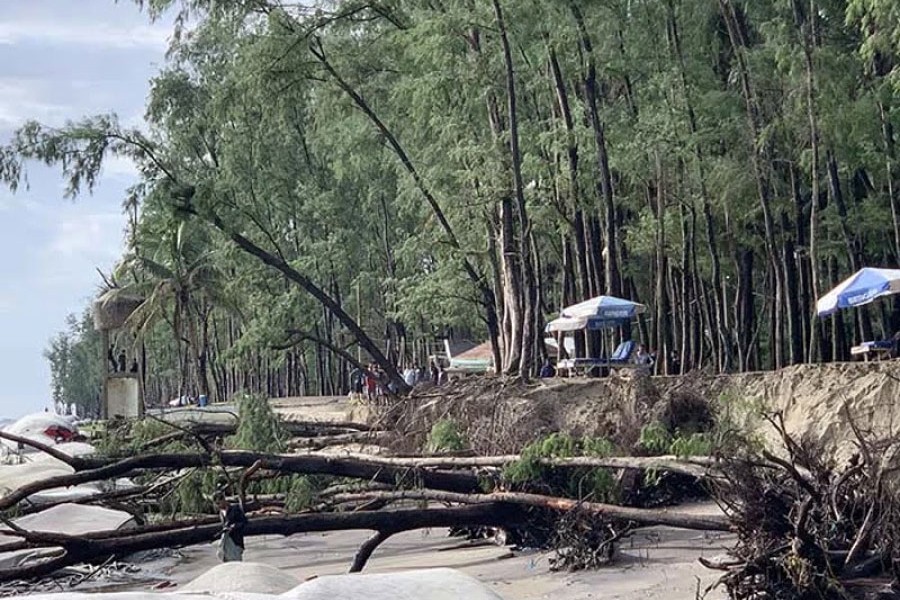 Jhau trees were photographed lying after collapse due to coastal soil erosion on Labani Beach Point of Cox's Bazar