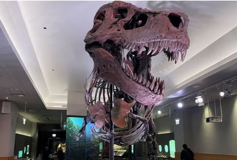 The skeleton of "SUE", the Tyrannosaurus rex is displayed at the Field Museum of Natural History in this undated handout picture. Kate Golembiewski/ Field Museum/ Handout via REUTERS